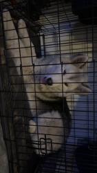 Lost Male Dog last seen 3rd and west county, Odessa, TX 79763