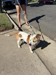 Reunited Male Dog last seen Towner and W 18th Street, Santa Ana, CA 92706