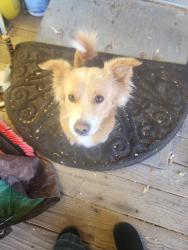 Found/Stray Male Dog last seen Happy valley trailer park, Nampa, ID 83687