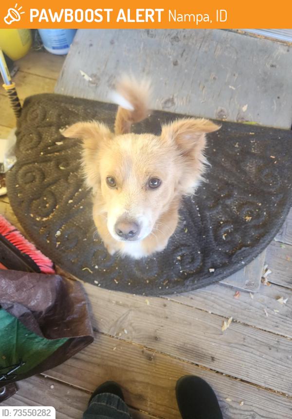 Found/Stray Male Dog last seen Happy valley trailer park, Nampa, ID 83687