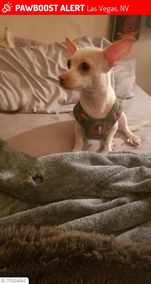 Lost Female Dog last seen el camino north3 dr, Las Vegas, NV 89146