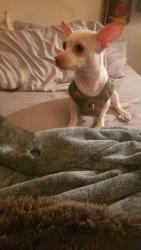 Lost Female Dog last seen el camino north3 dr, Las Vegas, NV 89146