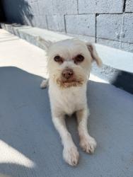 Reunited Female Dog last seen Overhill, View Park-Windsor Hills, CA 90043