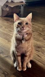 Lost Female Cat last seen Latham Park, Greensboro, NC 27408