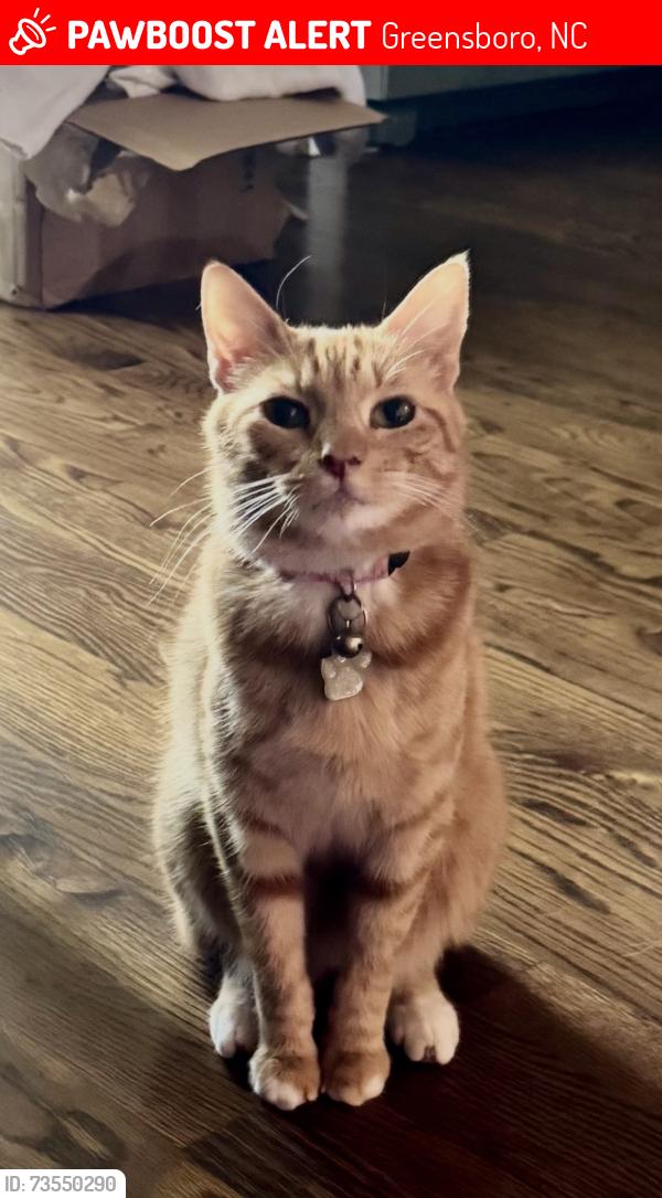 Lost Female Cat last seen Latham Park, Greensboro, NC 27408