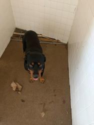 Shelter Stray Male Dog last seen Near Blk of Princeton Pl, District 2 - West Cleburne,, 2375 Service Dr, Cleburne, TX 76033, USA