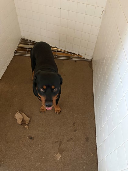 Shelter Stray Male Dog last seen Near Blk of Princeton Pl, District 2 - West Cleburne,, 2375 Service Dr, Cleburne, TX 76033, USA