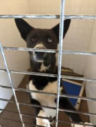 Shelter Stray Male Dog last seen Near Blk of Princeton Pl, District 2 - West Cleburne,, 2375 Service Dr, Cleburne, TX 76033, USA