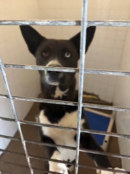 Shelter Stray Male Dog last seen Near Blk of Princeton Pl, District 2 - West Cleburne,, 2375 Service Dr, Cleburne, TX 76033, USA