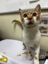Shelter Stray Female Cat last seen Near S 10th St, Mount Vernon, WA, 18911 Kelleher Rd, Burlington, WA 98233, USA