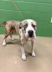Shelter Stray Female Dog last seen Near Waccamaw Trail, 29621, Anderson County, SC, 1320 US-29, Anderson, SC 29626, USA