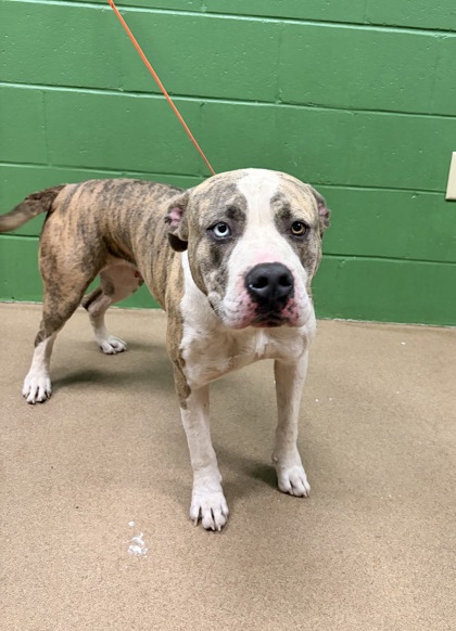 Shelter Stray Female Dog last seen Near Waccamaw Trail, 29621, Anderson County, SC, 1320 US-29, Anderson, SC 29626, USA