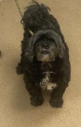 Shelter Stray Male Dog last seen Near Valley Brook Place, Decatur, GA, 30033, 30033, GA, 3280 Chamblee Dunwoody Rd, Chamblee, GA 30341, USA