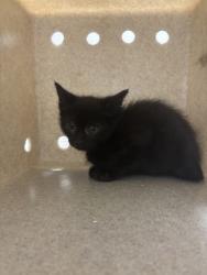 Shelter Stray Male Cat last seen Alexandria, VA, 22309, Woodhue Pl, Fairfax County, VA, 4500 West Ox Rd, Fairfax, VA 22030, USA