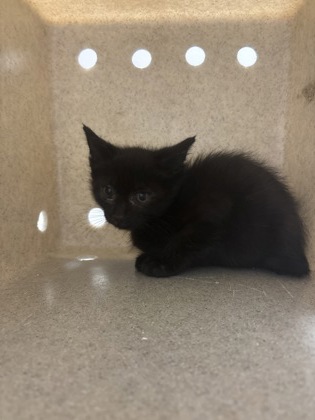 Shelter Stray Male Cat last seen Alexandria, VA, 22309, Woodhue Pl, Fairfax County, VA, 4500 West Ox Rd, Fairfax, VA 22030, USA