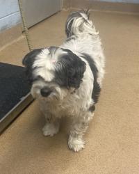 Shelter Stray Male Dog last seen Near Valley Brook Place, Decatur, GA, 30033, 30033, GA, 3280 Chamblee Dunwoody Rd, Chamblee, GA 30341, USA