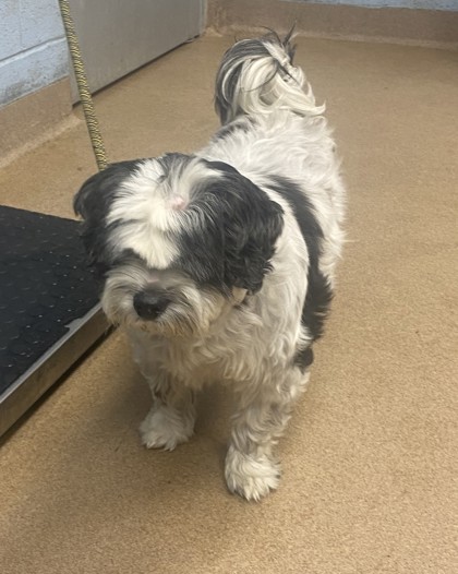 Shelter Stray Male Dog last seen Near Valley Brook Place, Decatur, GA, 30033, 30033, GA, 3280 Chamblee Dunwoody Rd, Chamblee, GA 30341, USA