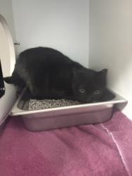 Shelter Stray Unknown Cat last seen Alexandria VA 22309 Woodhue Place, Fairfax County, VA, 4500 West Ox Rd, Fairfax, VA 22030, USA