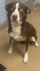 Shelter Stray Female Dog last seen Near Chamblee Dunwoody Rd, Chamblee, GA 30341, 30341, GA, 3280 Chamblee Dunwoody Rd, Chamblee, GA 30341, USA