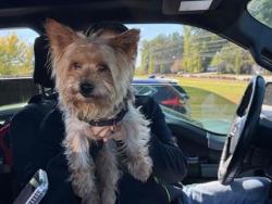 Shelter Stray Unknown Dog last seen Near Chamblee Tucker Road, Tucker, GA, 30084, 30084, GA, 3280 Chamblee Dunwoody Rd, Chamblee, GA 30341, USA