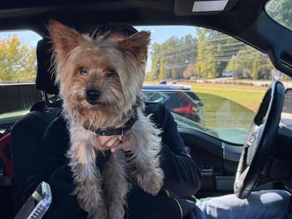 Shelter Stray Unknown Dog last seen Near Chamblee Tucker Road, Tucker, GA, 30084, 30084, GA, 3280 Chamblee Dunwoody Rd, Chamblee, GA 30341, USA