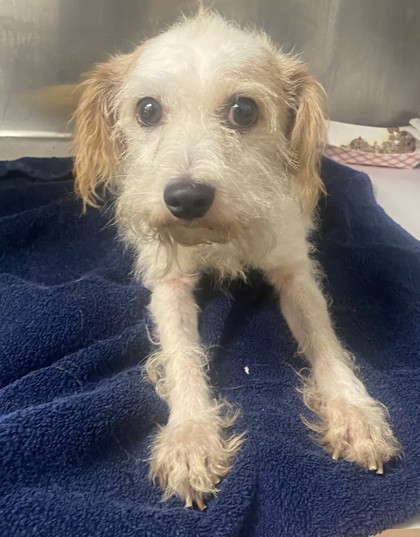 Shelter Stray Male Dog last seen , , GA, 3280 Chamblee Dunwoody Rd, Chamblee, GA 30341, USA