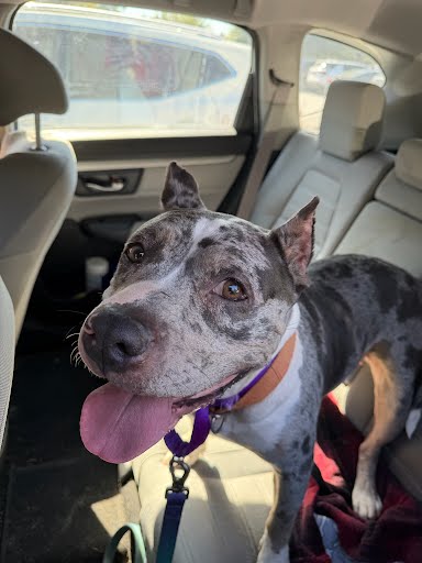 Shelter Stray Female Dog last seen Near Rollingwood Ln SE Atlanta, GA 30316, 30316, GA, 3280 Chamblee Dunwoody Rd, Chamblee, GA 30341, USA