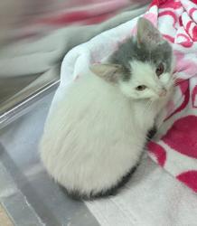 Shelter Stray Unknown Cat last seen Near San Leandro St, Oakland, CA, 1101 29th Ave, Oakland, CA 94601, USA