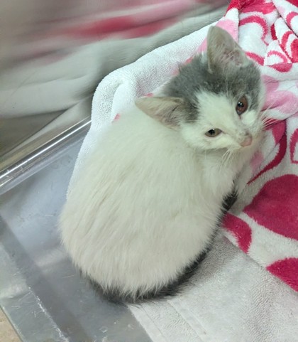 Shelter Stray Unknown Cat last seen Near San Leandro St, Oakland, CA, 1101 29th Ave, Oakland, CA 94601, USA