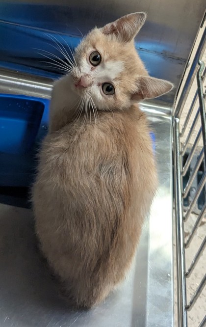 Shelter Stray Unknown Cat last seen Near San Leandro St, Oakland, CA, 1101 29th Ave, Oakland, CA 94601, USA