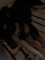 Reunited Male Dog last seen Near S 97th st by skyline park, Mesa, AZ 85208