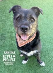 Shelter Stray Female Dog last seen Near N Maplewoods pkwy, 64155, MO, 7077 Elmwood Ave, Kansas City, MO 64132, USA