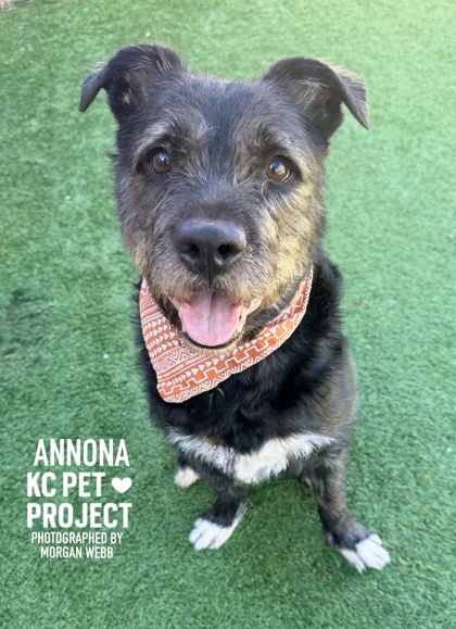 Shelter Stray Female Dog last seen Near N Maplewoods pkwy, 64155, MO, 7077 Elmwood Ave, Kansas City, MO 64132, USA