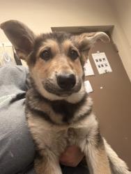 Shelter Stray Female Dog last seen Sunnyside, Sunnyside, WA, 2405 W Birchfield Rd, Yakima, WA 98901, USA