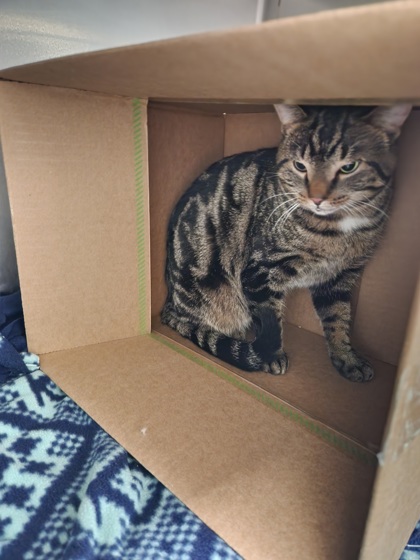 Shelter Stray Unknown Cat last seen Near Necessity St, City of Eau Claire, WI, 3900 Old Town Hall Rd, Eau Claire, WI 54701, USA
