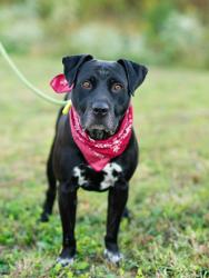 Shelter Stray Male Dog last seen Near Old Jonesboro Rd, Hapeville, GA, 1251 Fulton Industrial Blvd NW, Atlanta, GA 30336, USA