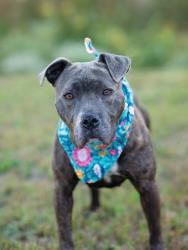 Shelter Stray Female Dog last seen Near BIRLING DR, South Fulton, GA, 1251 Fulton Industrial Blvd NW, Atlanta, GA 30336, USA