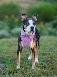 Shelter Stray Female Dog last seen 1935-N1 Alison Ct Sw, Atlanta, GA, 1251 Fulton Industrial Blvd NW, Atlanta, GA 30336, USA