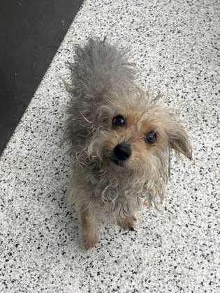 Shelter Stray Male Dog last seen Near Estonian Dr, South Fulton,, 1251 Fulton Industrial Blvd NW, Atlanta, GA 30336, USA