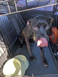 Shelter Stray Male Dog last seen Near WASHINGTON RD, East Point, GA, 1251 Fulton Industrial Blvd NW, Atlanta, GA 30336, USA