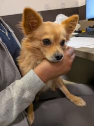 Shelter Stray Male Dog last seen Near THOREAU CIR, College Park, GA, 1251 Fulton Industrial Blvd NW, Atlanta, GA 30336, USA