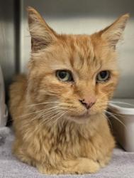 Shelter Stray Male Cat last seen 23rd Ave SW and SW Andover St, Seattle, WA, 2061 15th Ave W, Seattle, WA 98119, USA