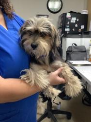 Shelter Stray Male Dog last seen , , TX, 355 Hillshire Dr, Haslet, TX 76052, USA