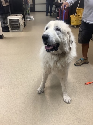 Shelter Stray Male Dog last seen Near JAMES AVE, West District, TX, 355 Hillshire Dr, Haslet, TX 76052, USA