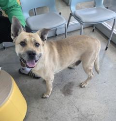 Shelter Stray Male Dog last seen , , TX, 355 Hillshire Dr, Haslet, TX 76052, USA