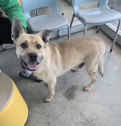 Shelter Stray Male Dog last seen , , TX, 355 Hillshire Dr, Haslet, TX 76052, USA