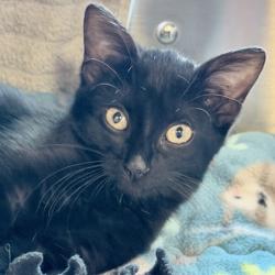 Shelter Stray Female Cat last seen County Hwy MM, Fitchburg, City of, WI, 5132 Voges Rd, Madison, WI 53718, USA