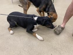 Shelter Stray Female Dog last seen 16th Street 66th street, Vero Beach, FL, 6230 77th St, Vero Beach, FL 32967, USA