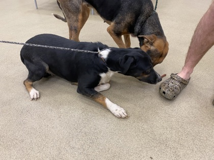 Shelter Stray Female Dog last seen 16th Street 66th street, Vero Beach, FL, 6230 77th St, Vero Beach, FL 32967, USA