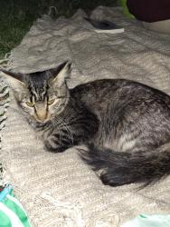 Found/Stray Female Cat last seen Found her in Carondelet park, near the bird sanctuary and bathrooms., St. Louis, MO 63111
